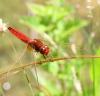 Crocothemis erythraea